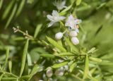 Asparagus densiflorus. Соцветие с цветками и бутонами и фрагменты листьев ('Meyersii'). Испания, автономное сообщество Каталония, провинция Жирона, комарка Баш-Эмпорда, муниципалитет Палафружель, ботанический сад \"Кап-Роч\". 25.08.2024.