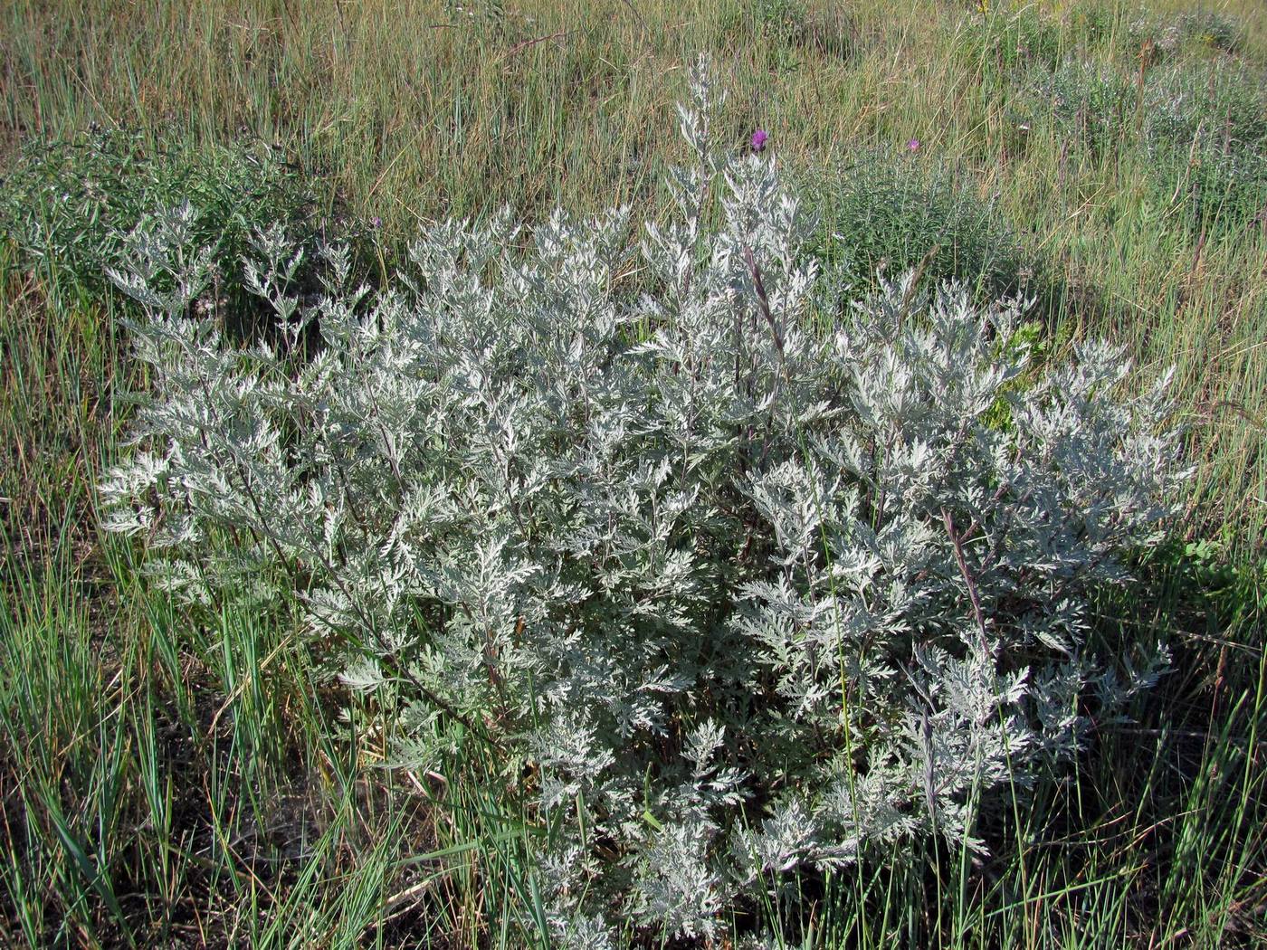 Изображение особи Artemisia messerschmidtiana.