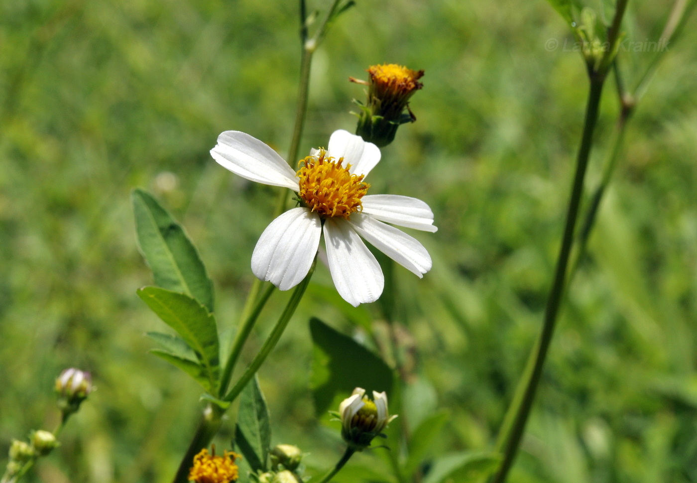 Изображение особи Bidens alba.