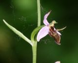 Ophrys oestrifera. Цветок. Краснодарский край, м/о Новороссийск, окр. с. Сукко, окр. оз. Сукко, левый борт долины выше озера, тёмное мелколесье. 14.06.2021.