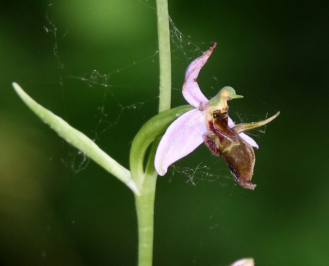 Image of Ophrys oestrifera specimen.