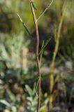 Erysimum canescens