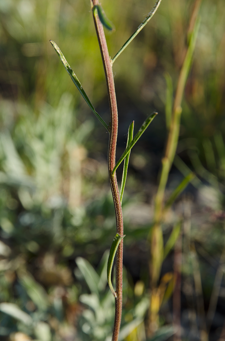 Image of Erysimum canescens specimen.