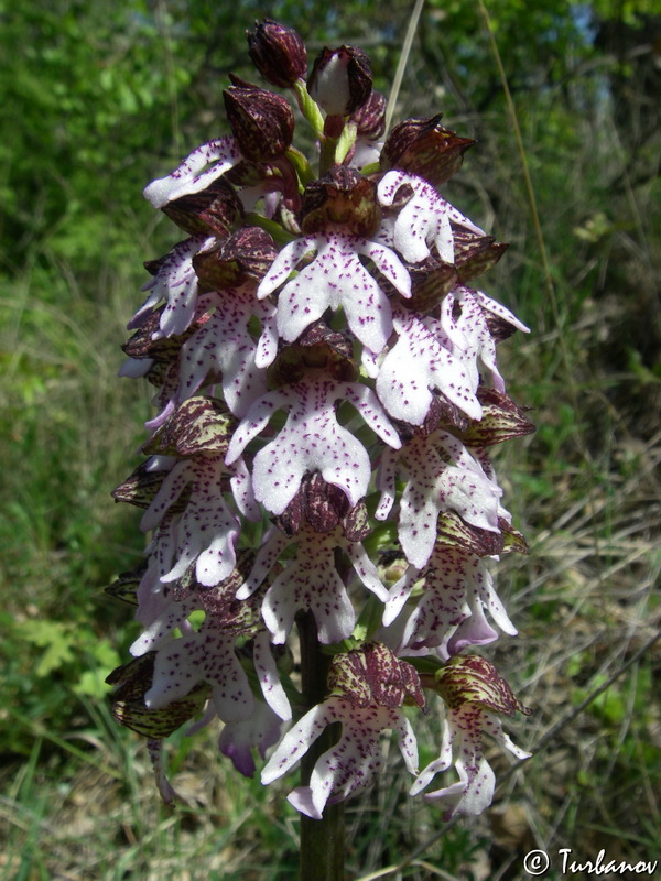 Image of Orchis purpurea specimen.