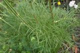 View full-size image Peucedanum longifolium