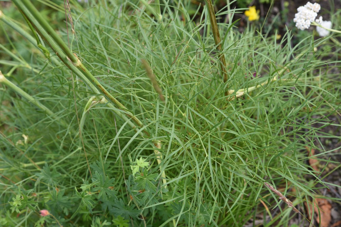 Image of Peucedanum longifolium specimen.