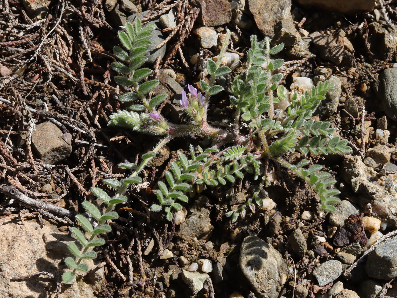 Image of Astragalus sinaicus specimen.