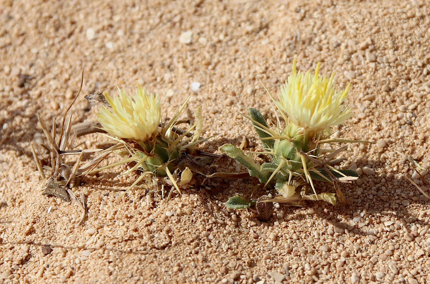 Image of Centaurea pallescens specimen.