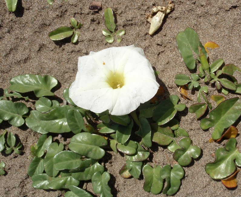 Image of Ipomoea imperati specimen.