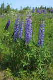 Смотреть изображение Lupinus polyphyllus