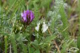 View full-size image genus Astragalus