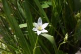 View full-size image Ornithogalum oligophyllum