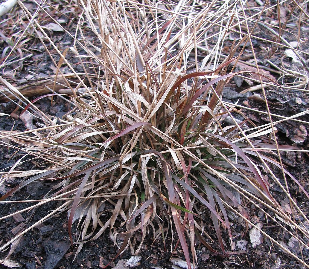 Image of Luzula multiflora specimen.