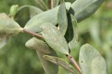 View full-size image Wikstroemia indica