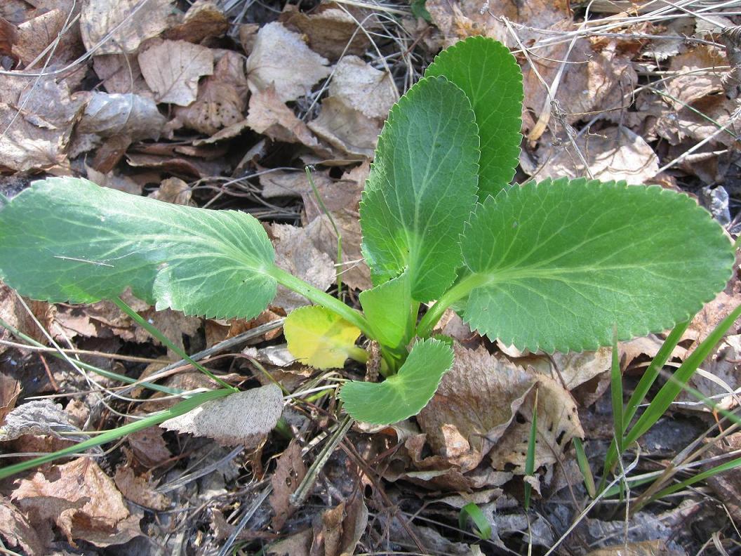 Image of Eryngium planum specimen.