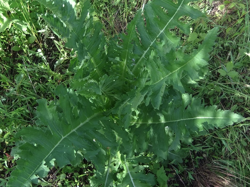 Изображение особи Dipsacus laciniatus.