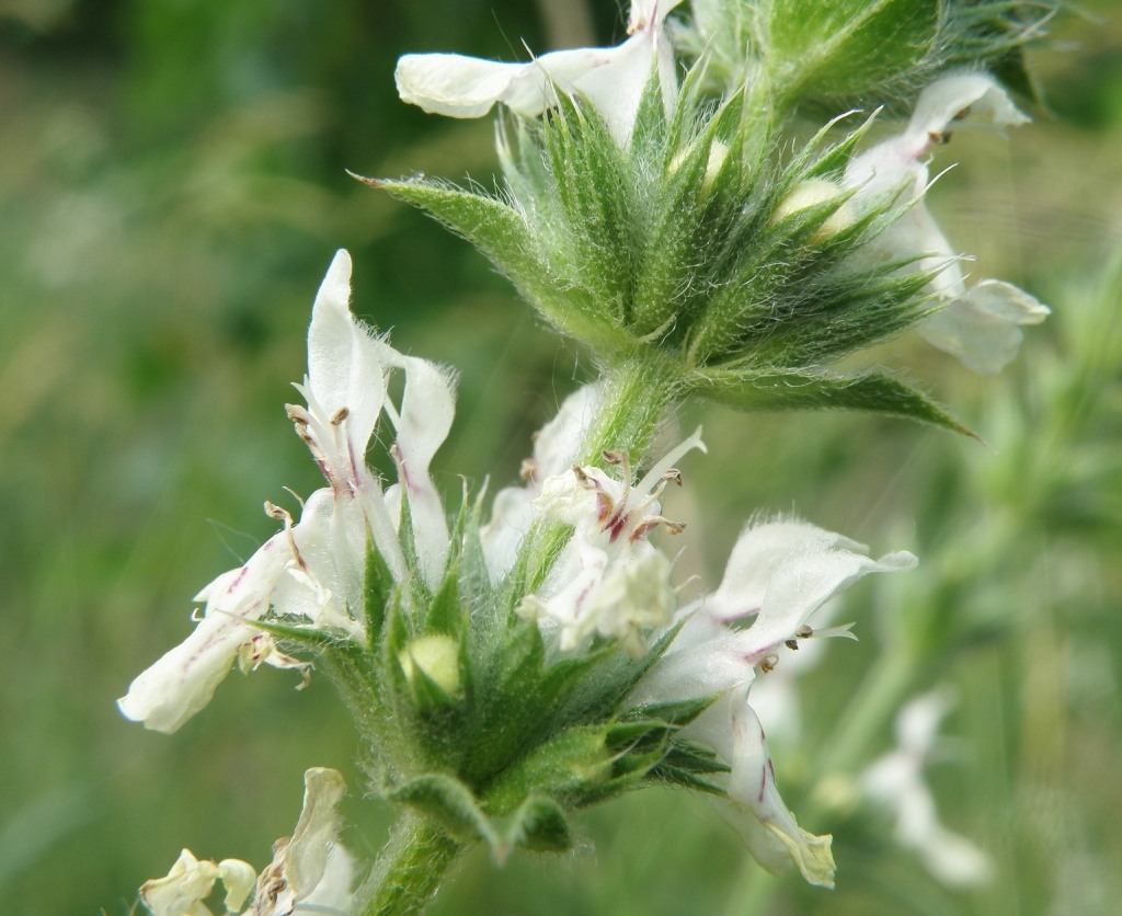 Image of Stachys atherocalyx specimen.