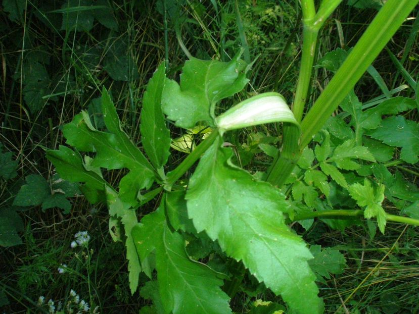 Image of Pastinaca sativa specimen.