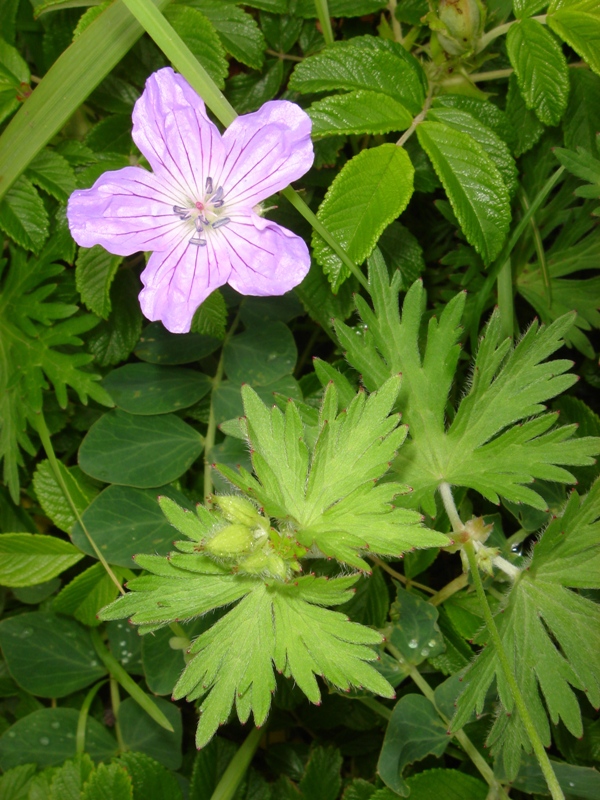 Image of Geranium yesoense specimen.