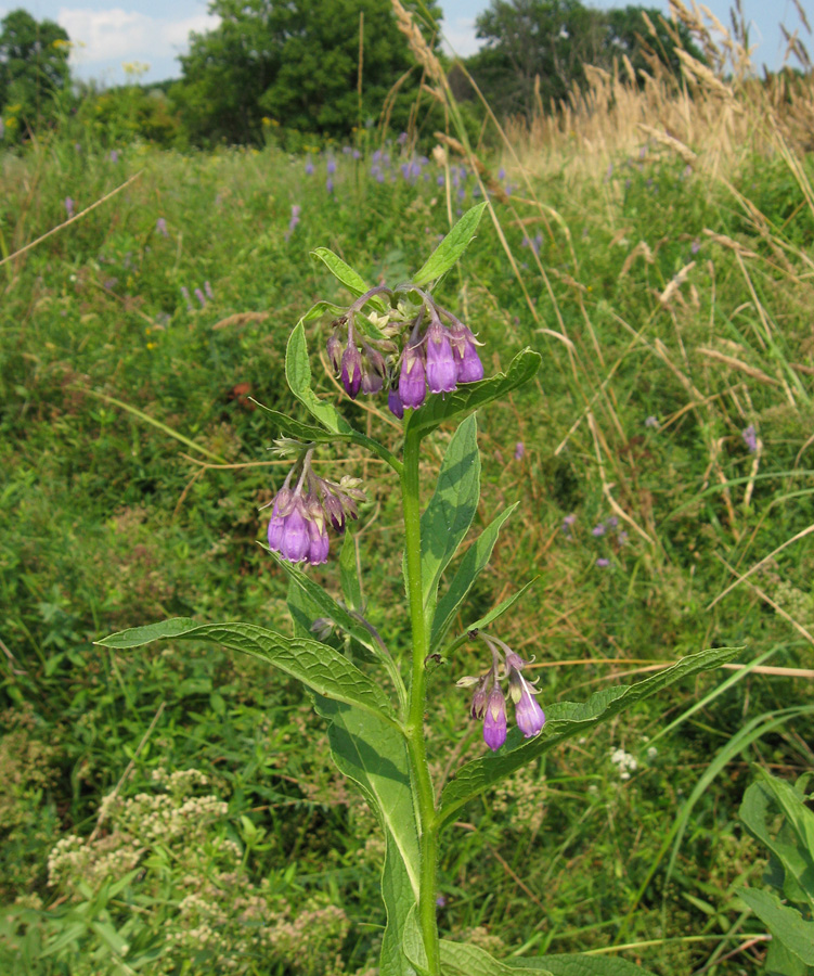 Image of Symphytum officinale specimen.