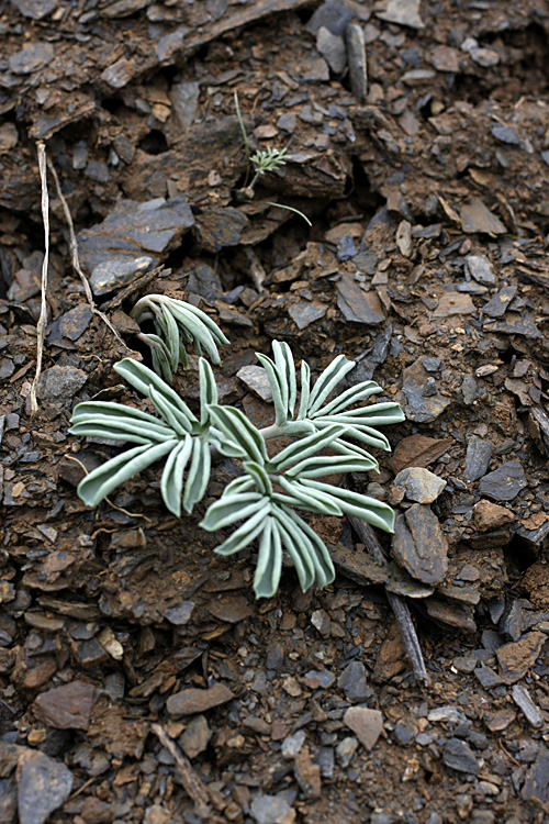 Image of Leontice ewersmanni specimen.