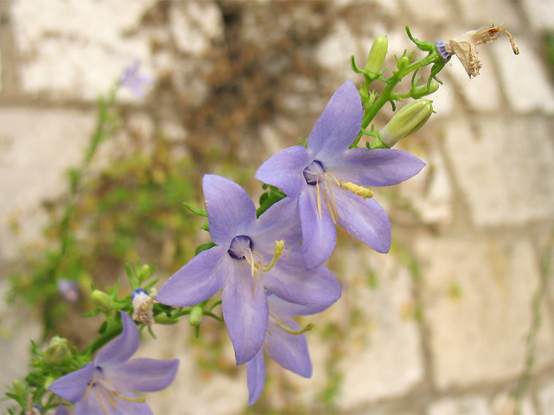 Image of Campanula pyramidalis specimen.