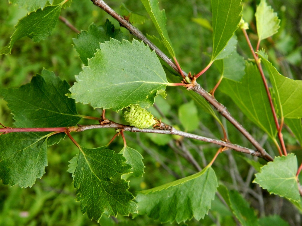 Изображение особи род Betula.