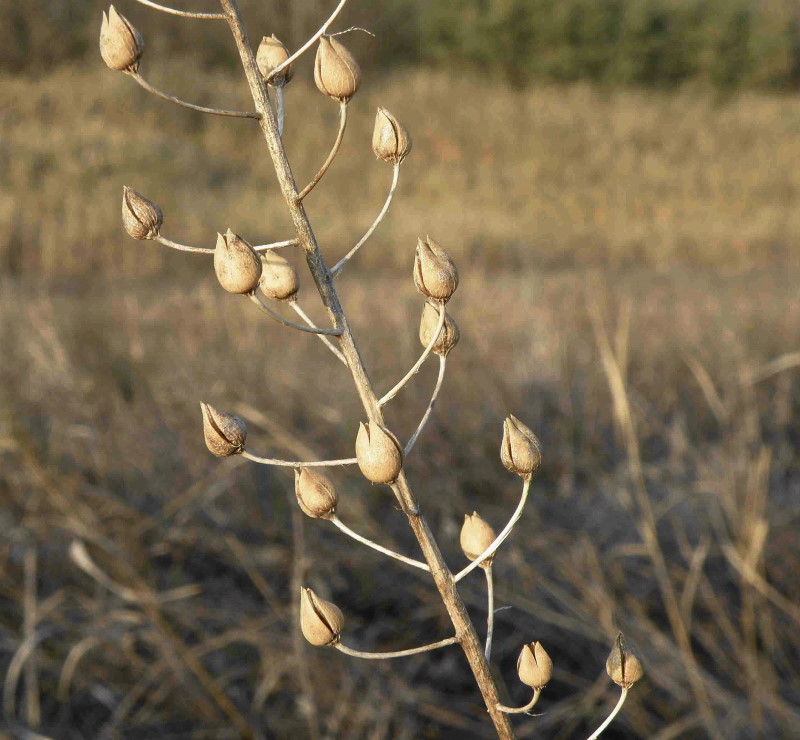 Image of Verbascum phoeniceum specimen.