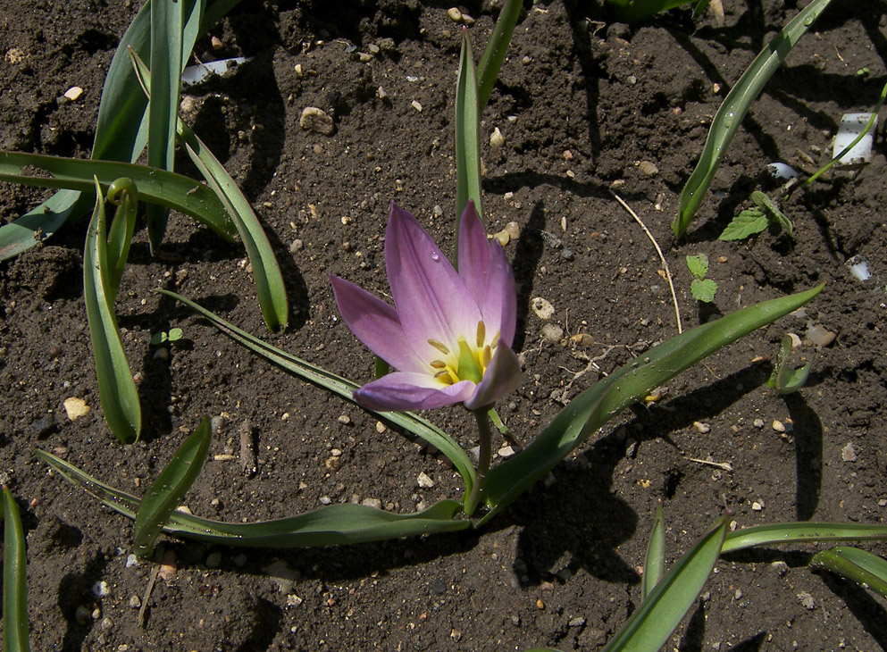Изображение особи Tulipa lipskyi.