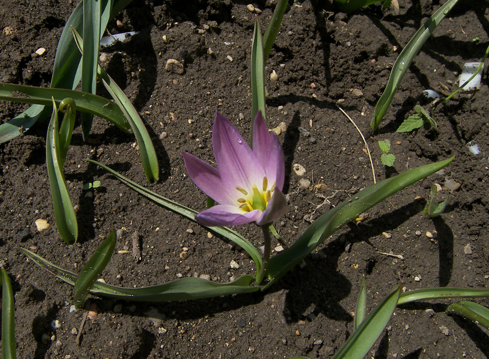 Image of Tulipa lipskyi specimen.