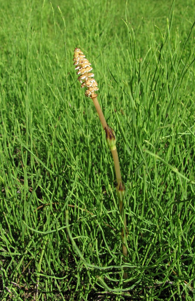 Изображение особи Equisetum arvense.