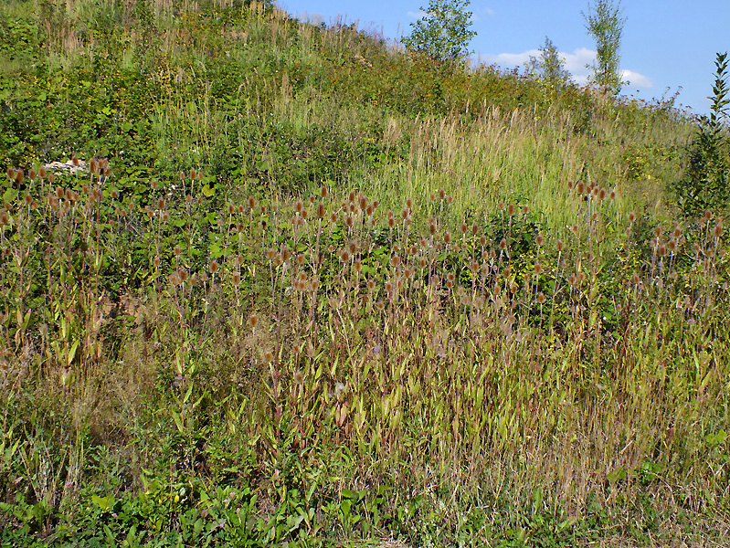 Image of Dipsacus fullonum specimen.