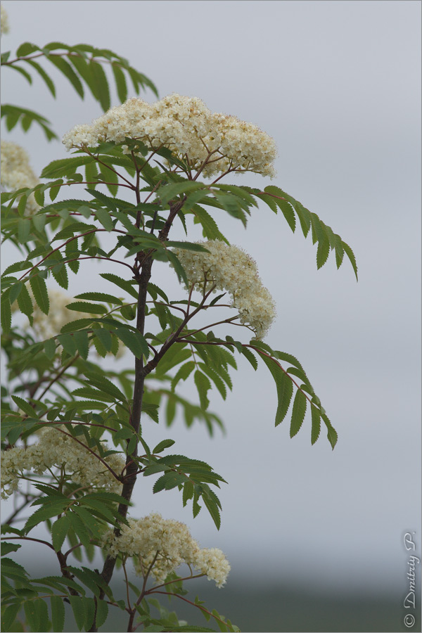 Image of Sorbus aucuparia ssp. glabrata specimen.