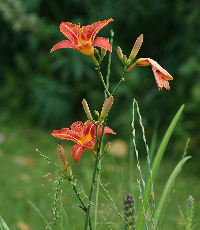 Image of Hemerocallis &times; hybrida specimen.