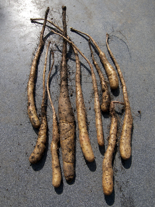 Image of Dioscorea batatas specimen.