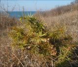 Juniperus deltoides. Молодое растение. Черноморское побережье Кавказа, Новороссийск, близ п. Южная Озерейка, шибляк. 25 марта 2012 г.