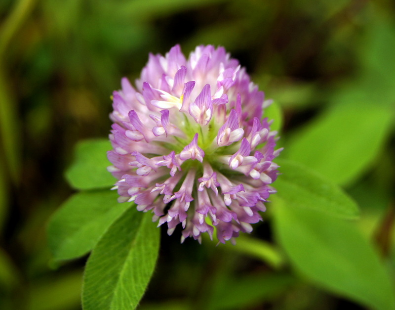 Image of Trifolium pratense specimen.