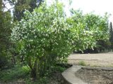 Exochorda korolkowii