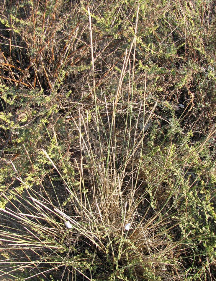 Image of Elytrigia bessarabica specimen.