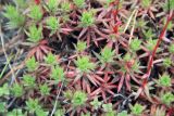 Saxifraga spinulosa