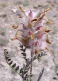 Astragalus neoalbanicus