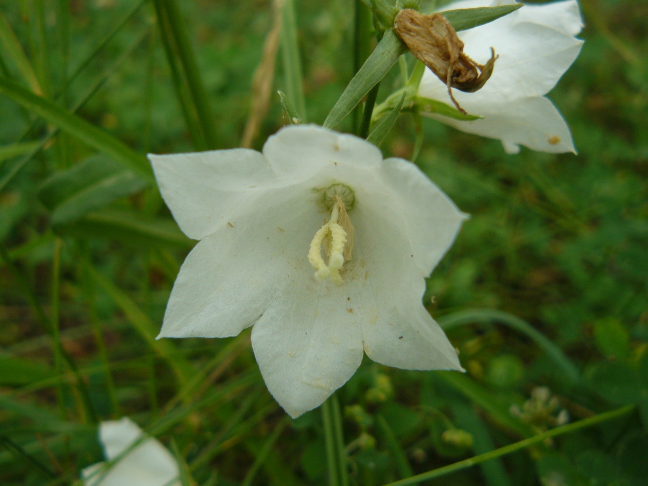 Image of Campanula persicifolia specimen.