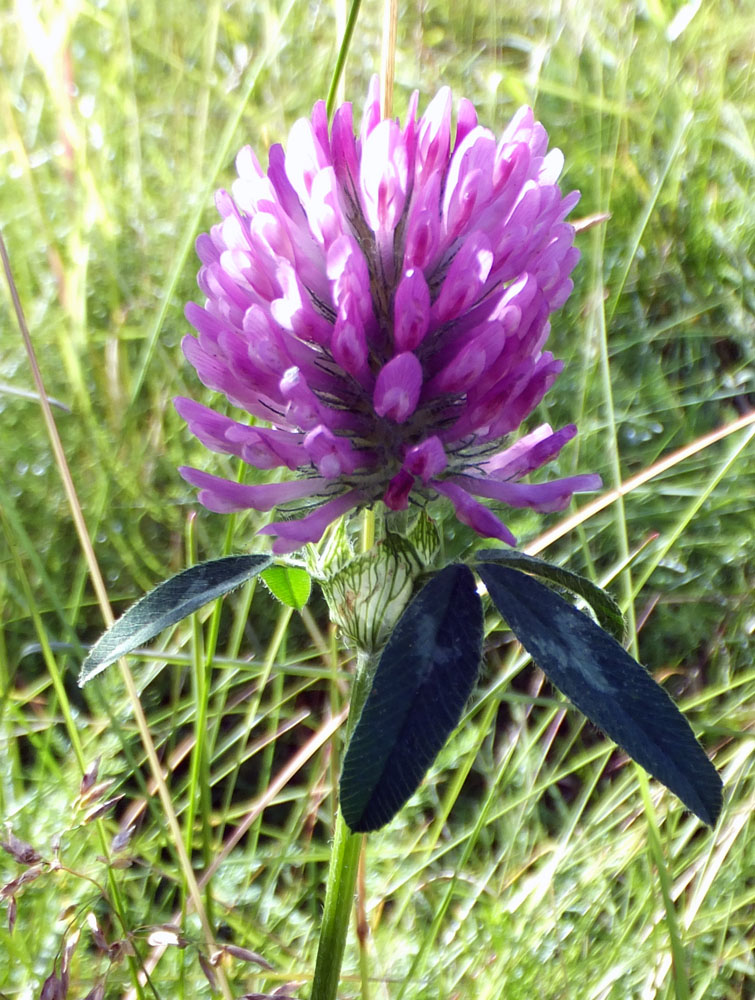 Image of Trifolium pratense specimen.