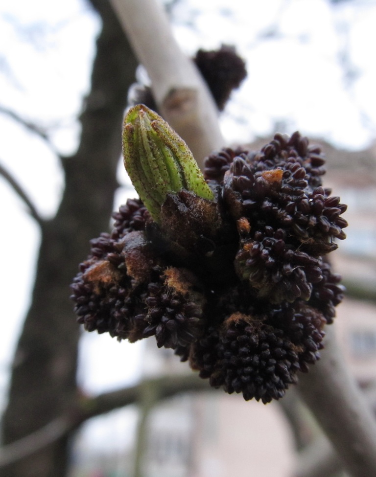 Image of genus Fraxinus specimen.