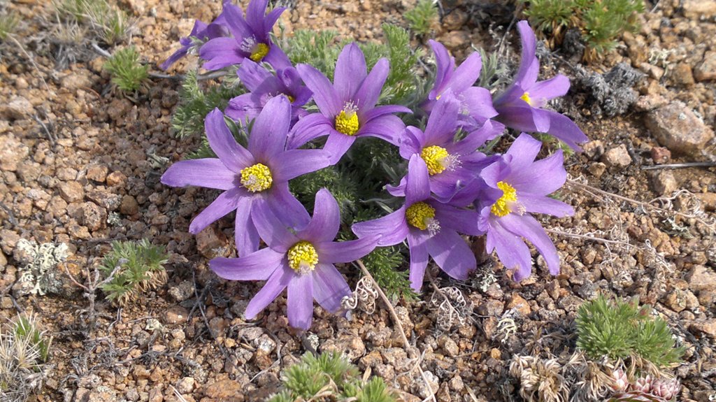 Image of Pulsatilla tenuiloba specimen.