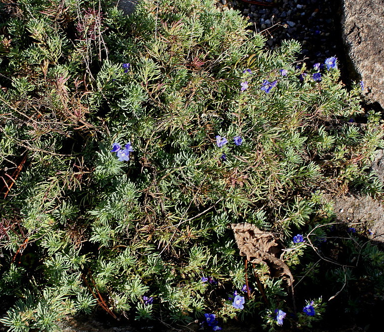 Image of Veronica armena specimen.