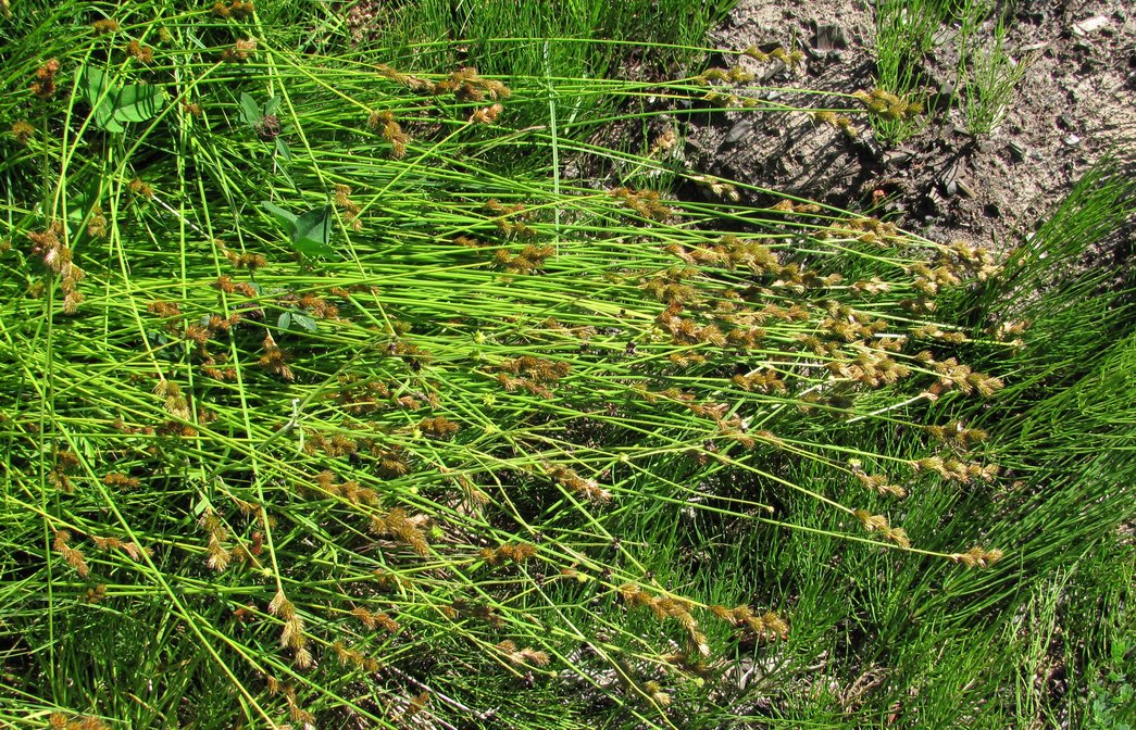 Image of Carex leporina specimen.