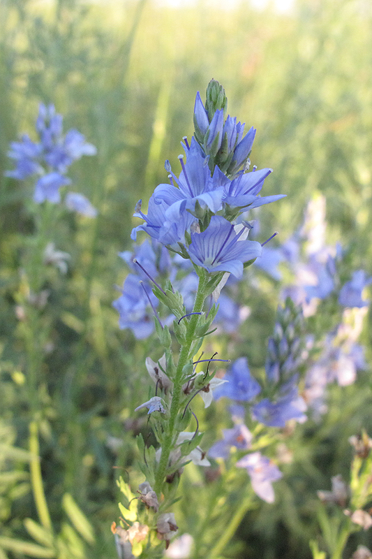 Image of Veronica jacquinii specimen.