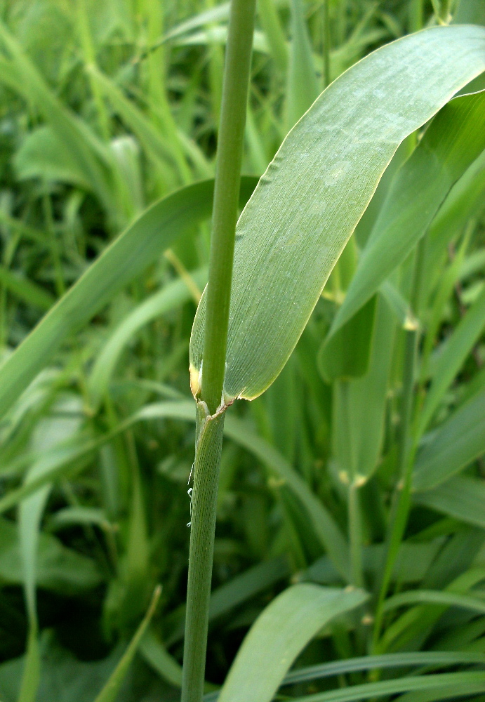 Image of Phalaroides arundinacea specimen.