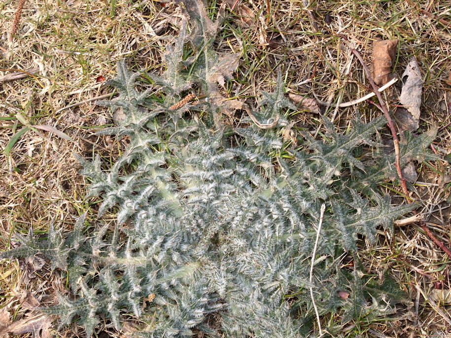 Image of Cirsium vulgare specimen.